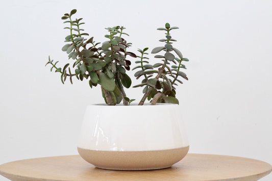 Large Bonsai and Orchid Pot in White Ceramic + Beige