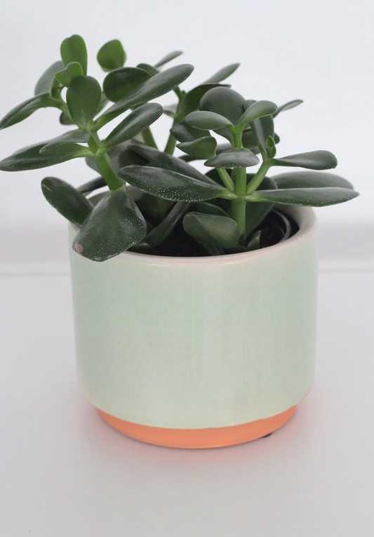 Sage Green Ceramic Round Planter 5"